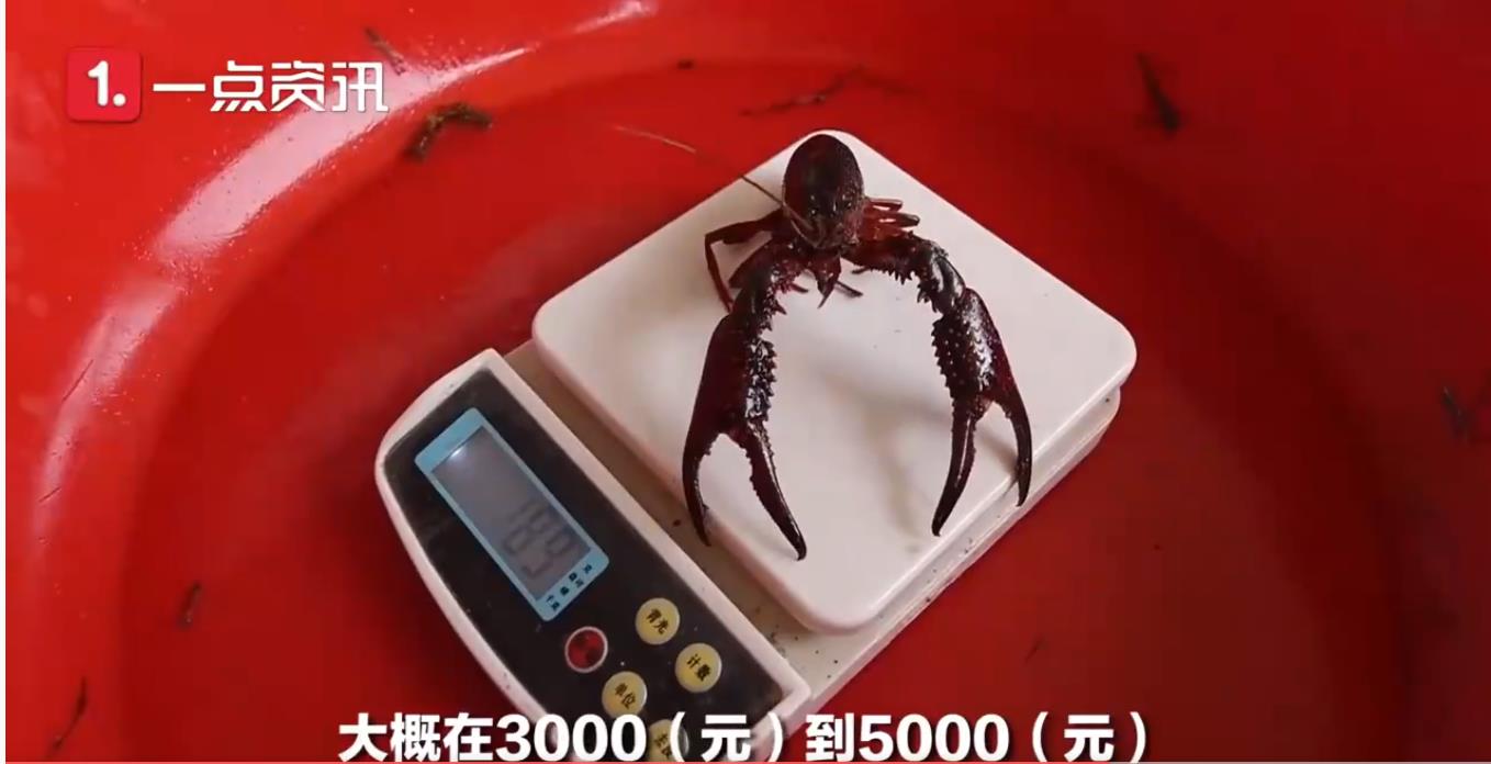 大学生回乡创业养殖小龙虾,大学生养草鱼致富一年卖100多万