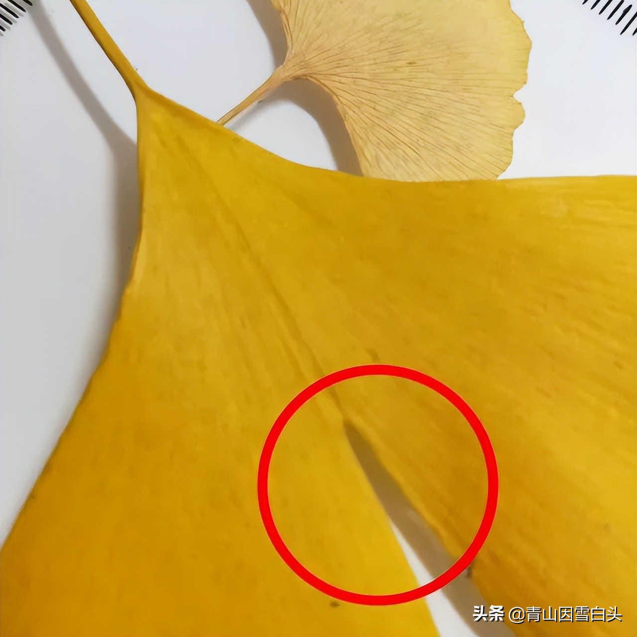 银杏公树和母树对比图片,银杏树分公母吗