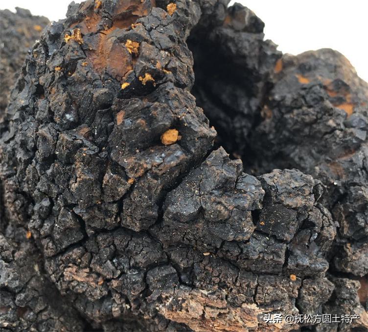 桦树茸危害,桦树茸泡茶