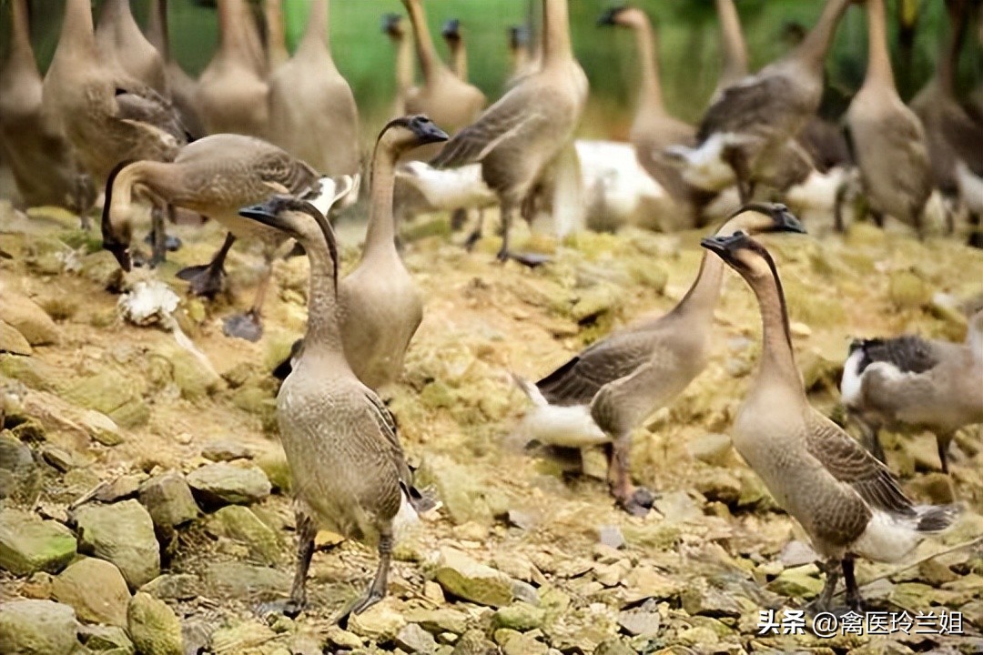 养鹅场湿度怎么控制的,兰姐养鹅