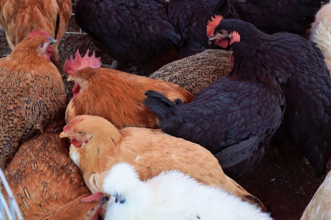 国内最chill的城市，我想投它一票