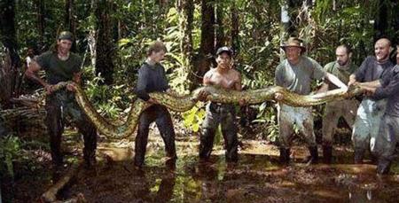 60斤巨蟒被挖掘机挖出,工地挖出24公斤巨蟒