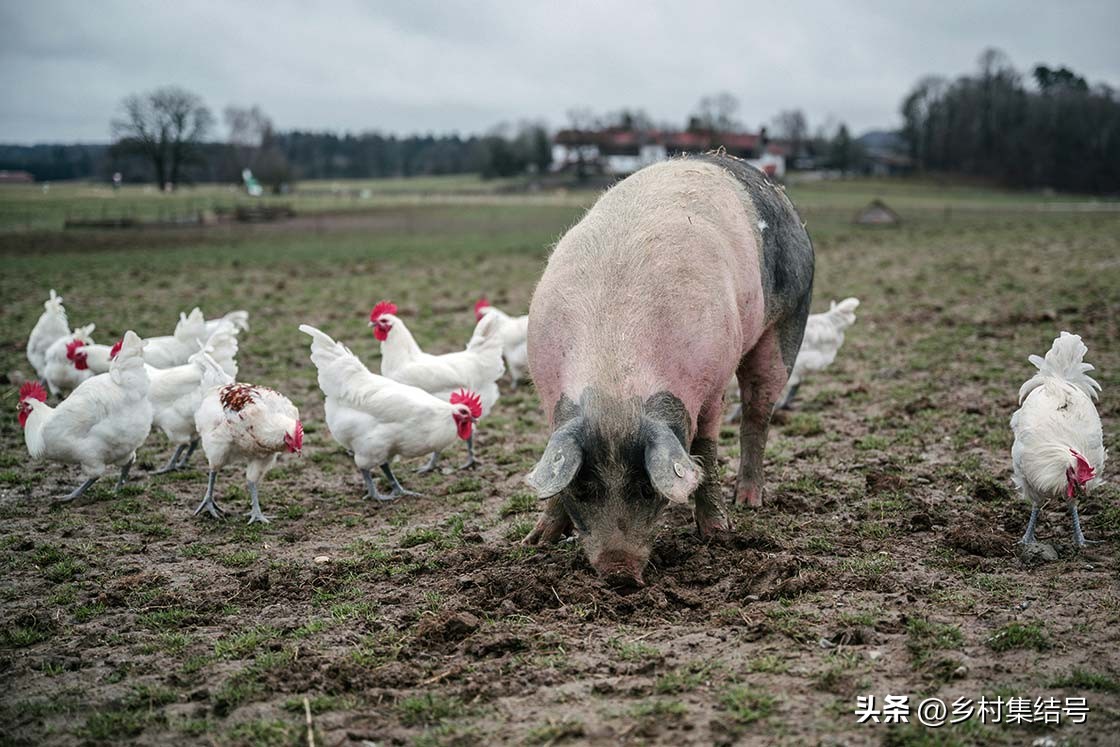 有机农场怎么做,有机农场怎么打造
