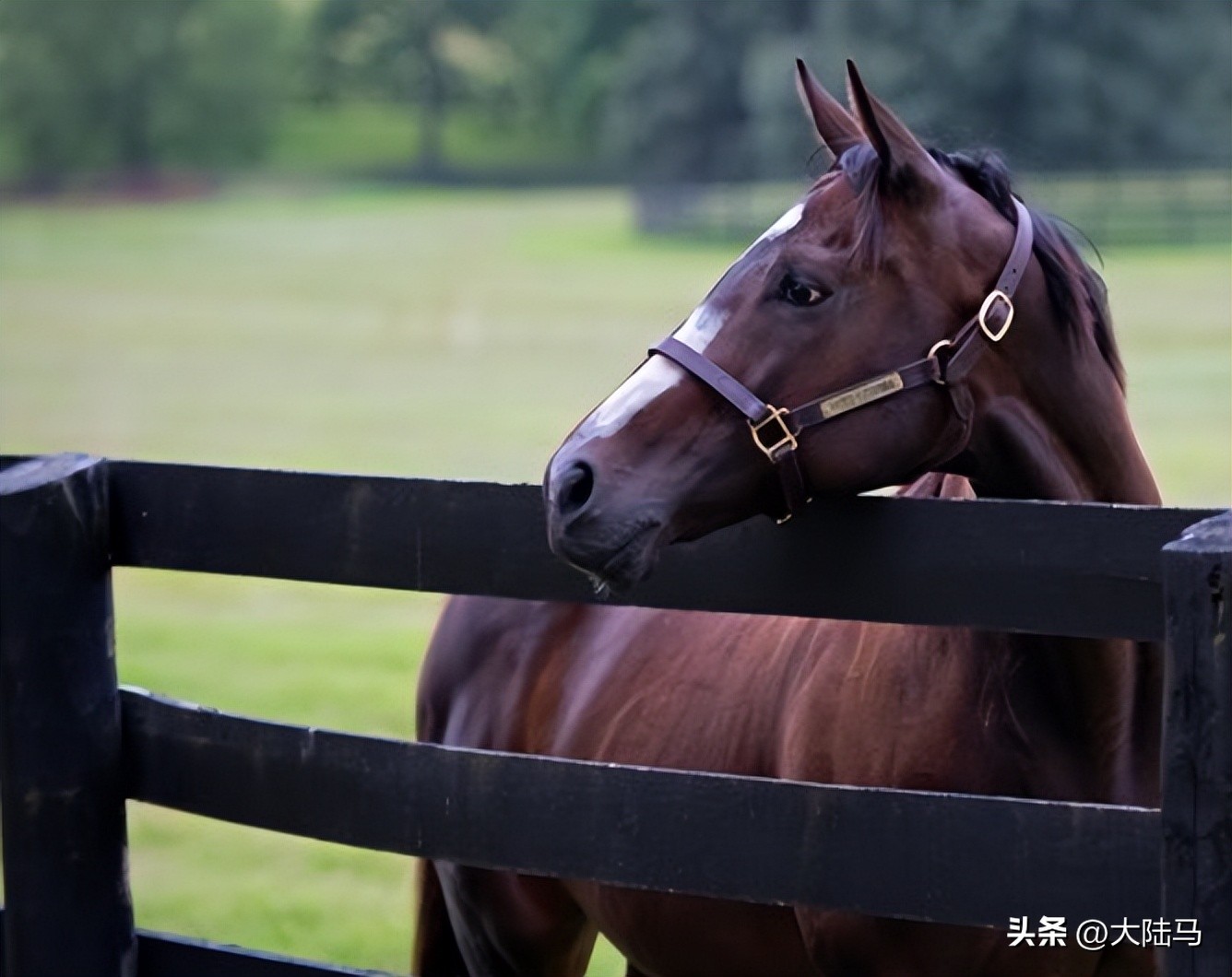 21世纪最伟大比赛,20世纪美国100匹顶级赛马排名
