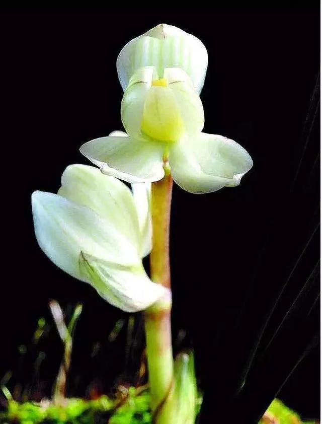 最美的100种兰花图片,欣赏一下最美的兰花