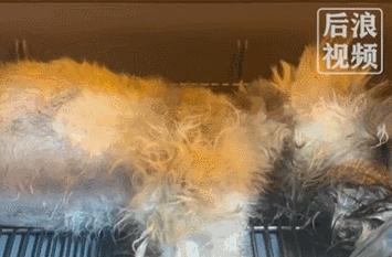 小狗误吞6粒布洛芬,小狗误食多粒布洛芬怎么办