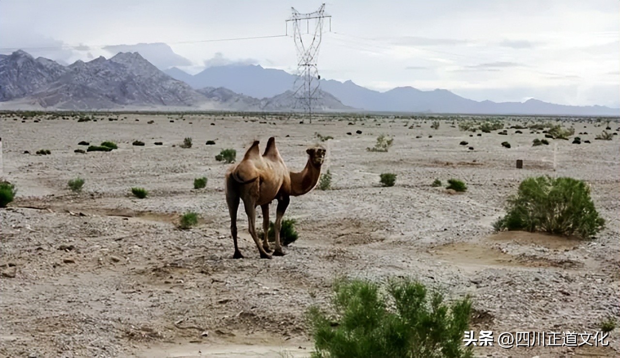 大象那么凶猛为什么它不吃肉,大象没什么天敌为什么数量那么少
