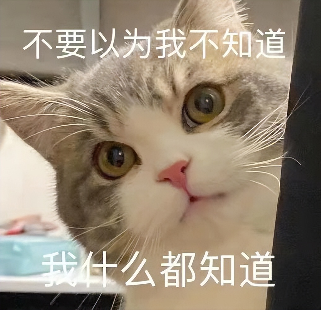 好养好看的短毛猫有哪些品种,狸花猫十种适合新手养的猫
