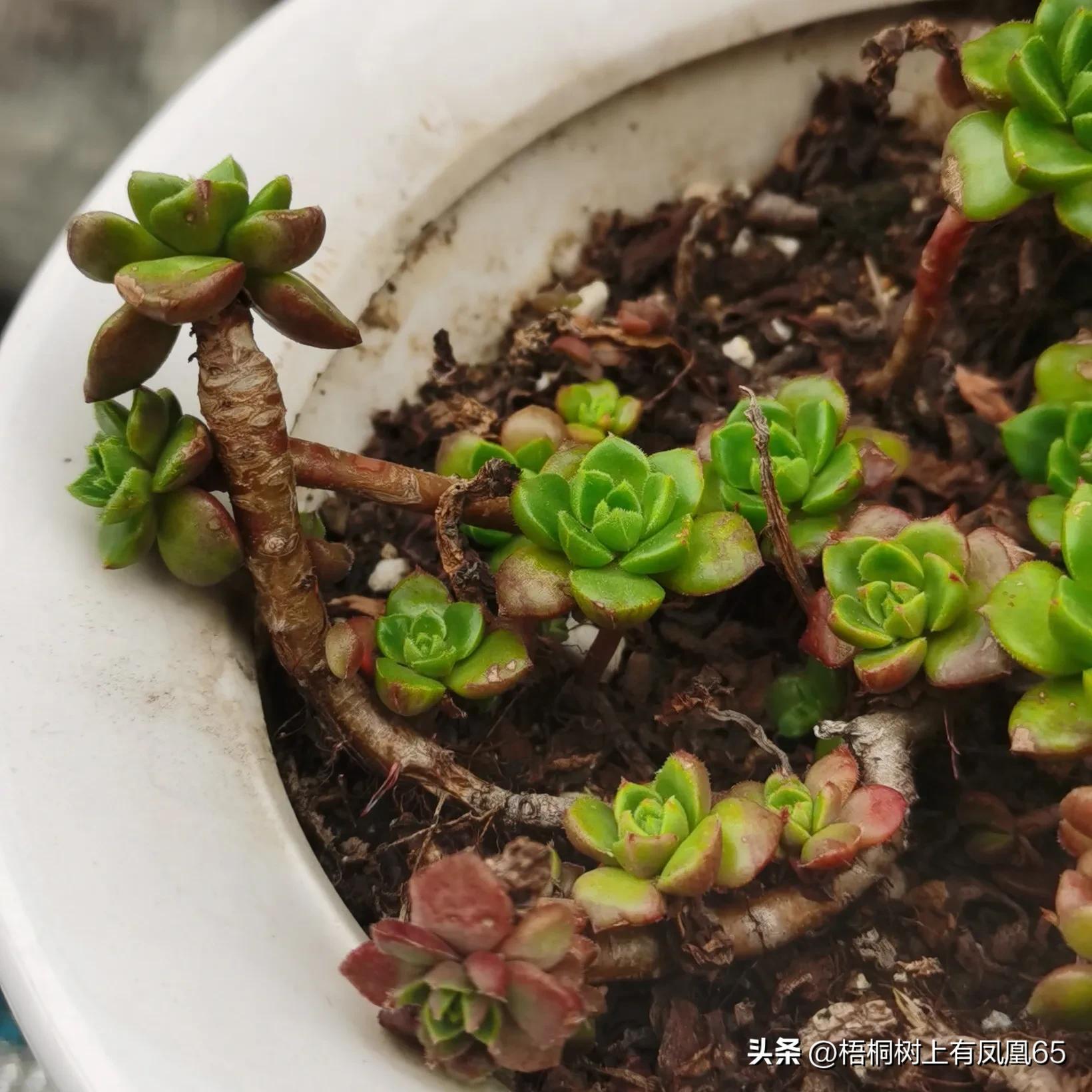 不好也不坏下一句,火焰蒂亚为什么不红