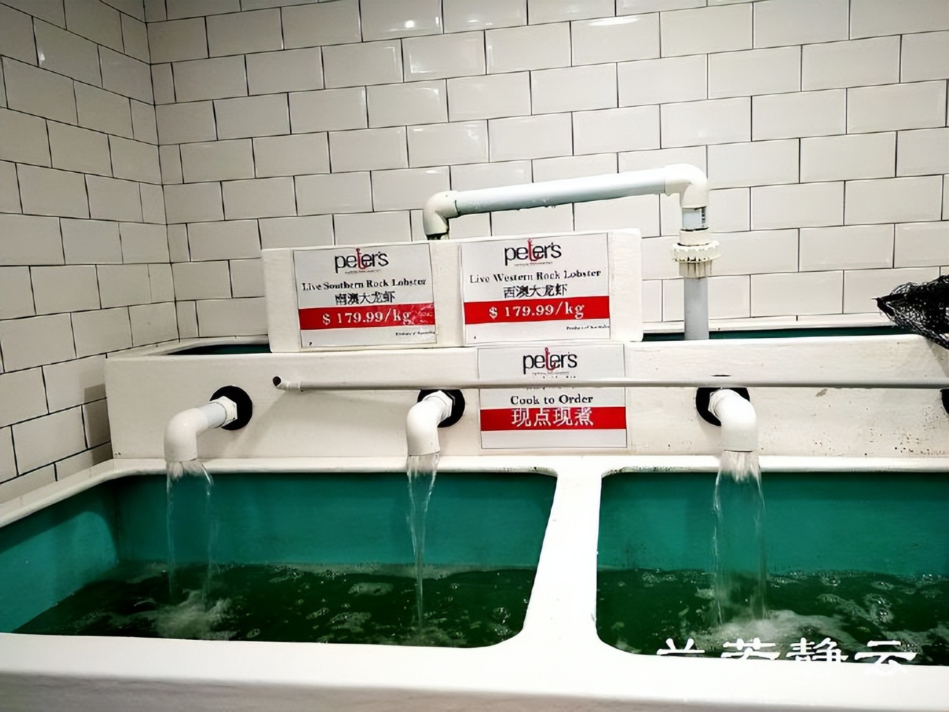 悉尼最大的海鲜鱼市场在哪里,海鲜市场澳洲龙虾