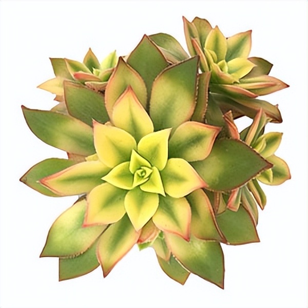 102个大类近500个多肉植物图片，都极其美丽，建议在家中也养一盆