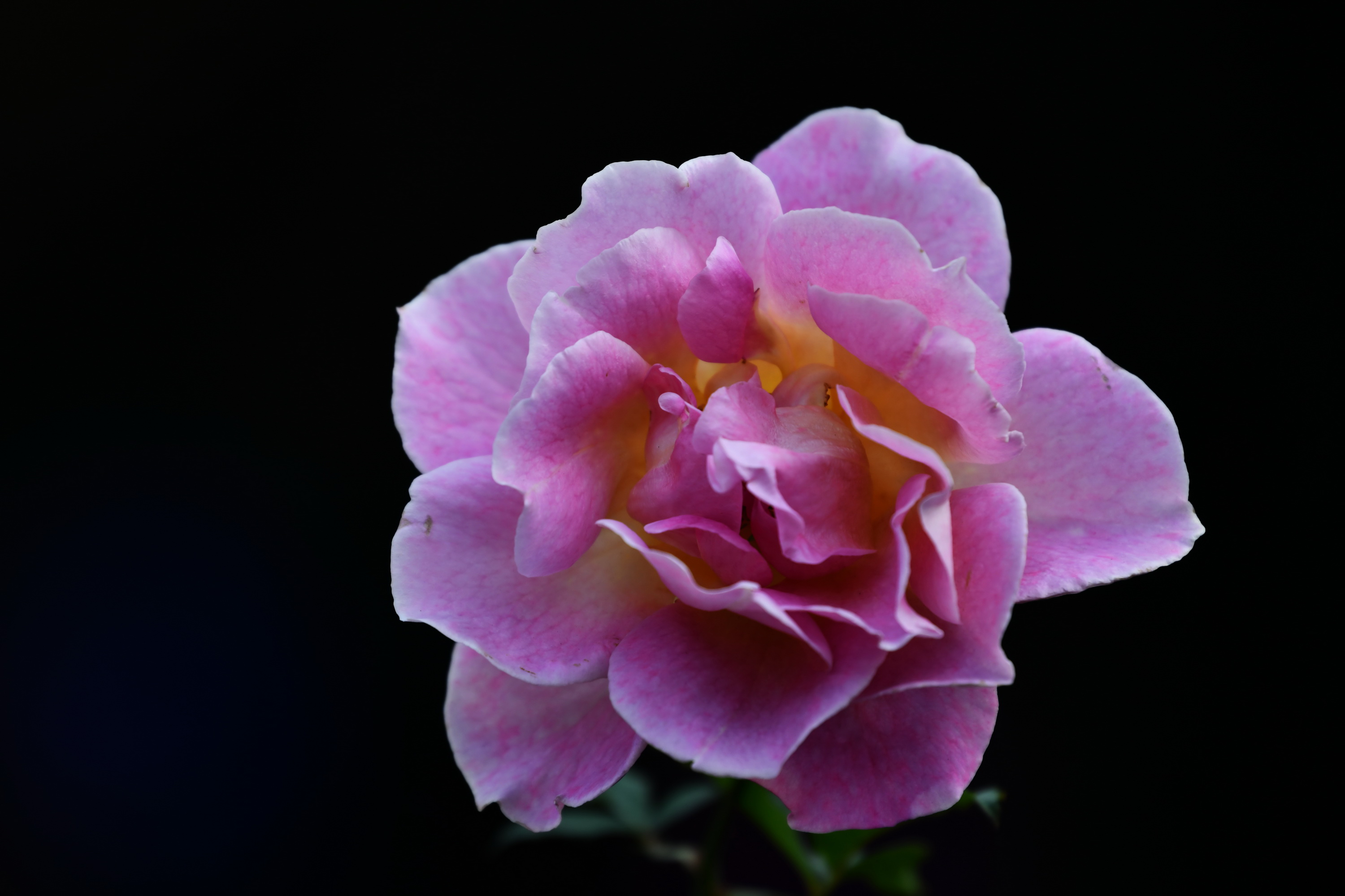 广州市番禺区宝墨园攻略,广州宝墨园景观