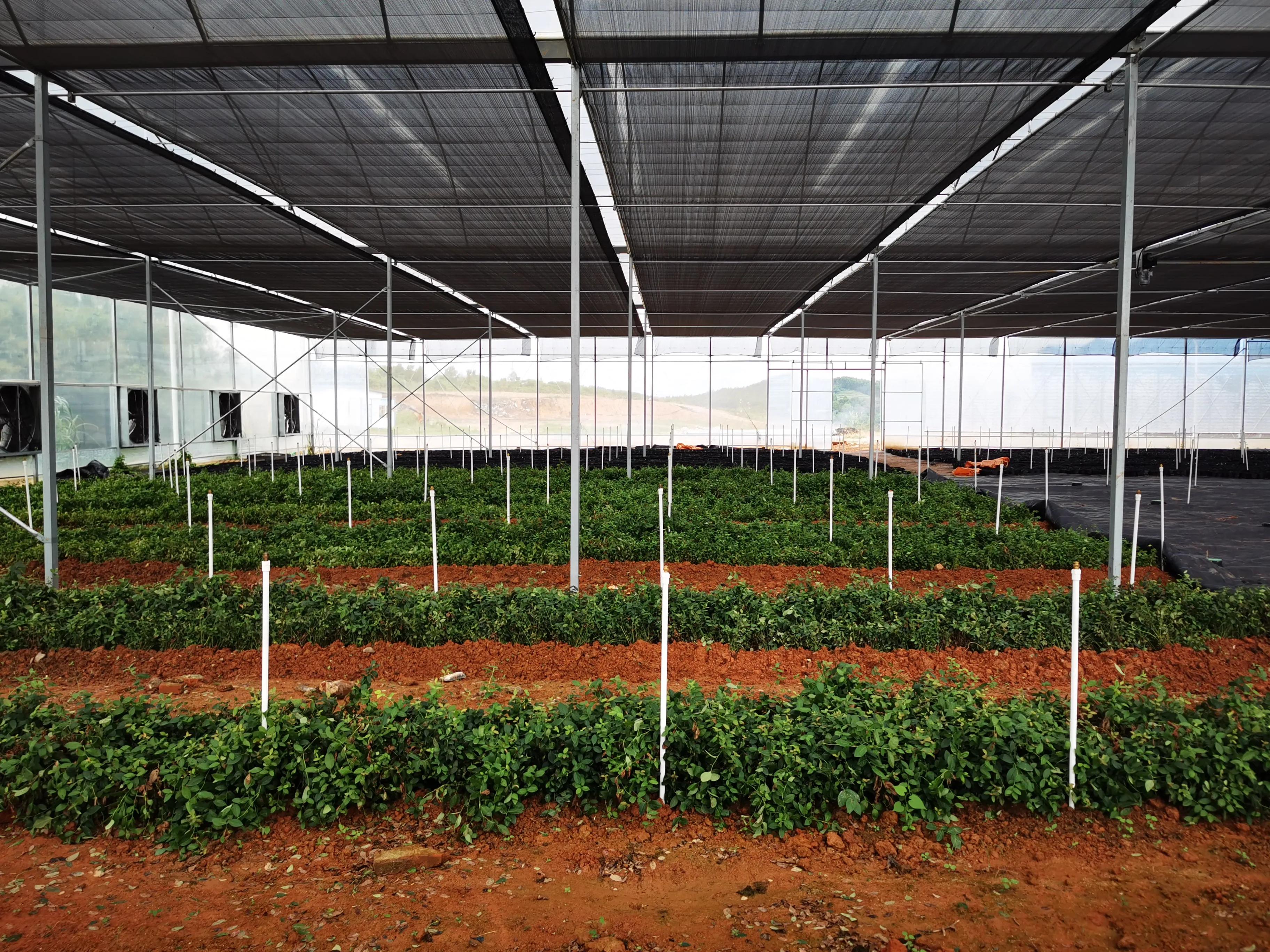 农村创业种植什么成本小,农村种植创业项目的10种常见骗局