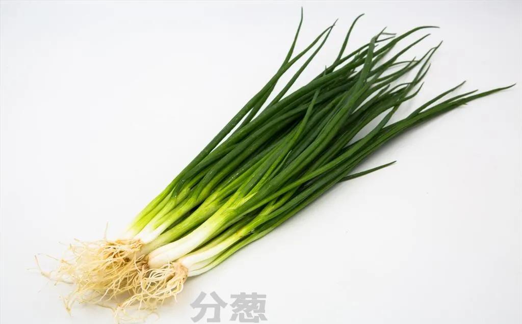 百合科葱属植物都有什么,植物学授课视频