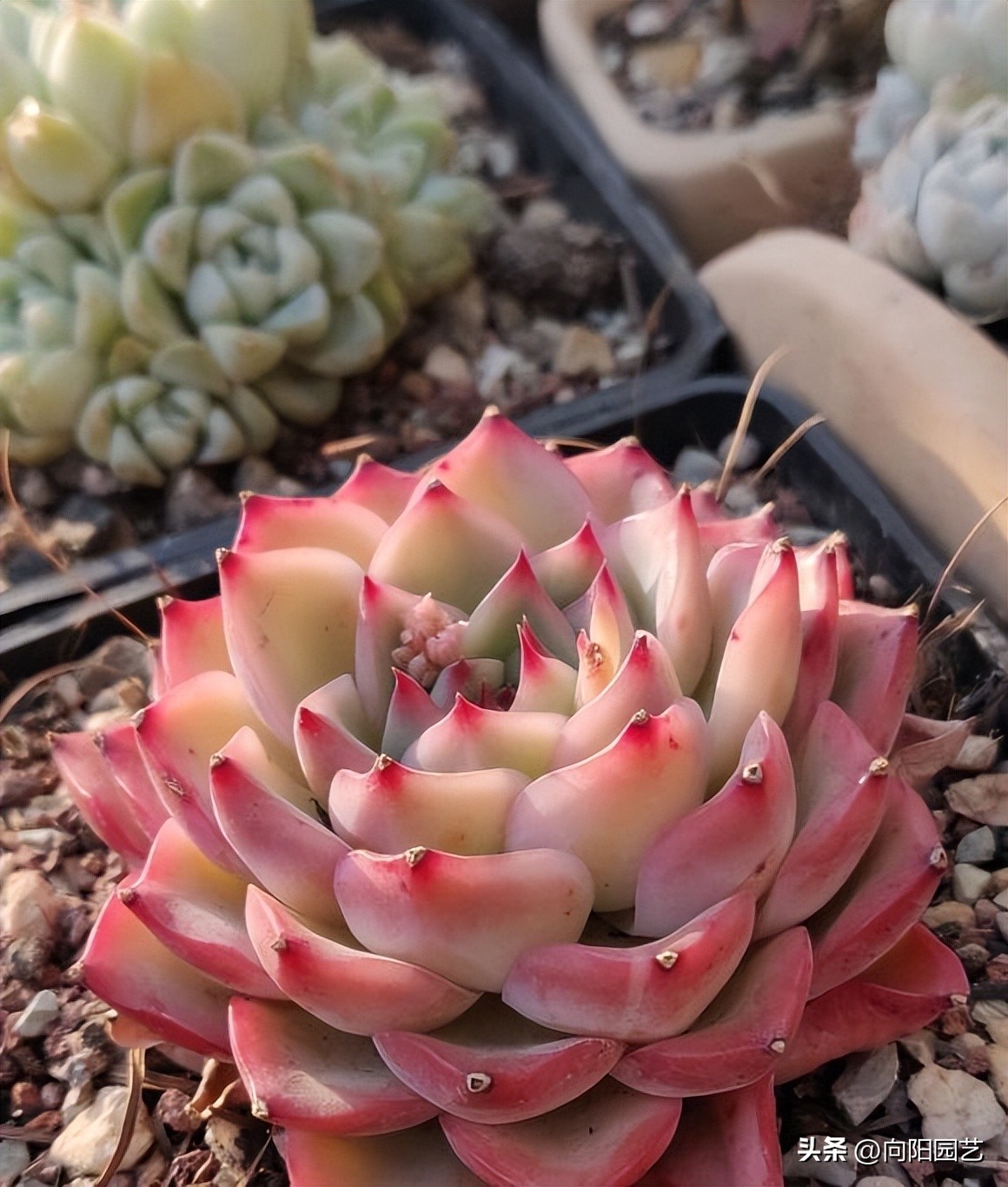 吉娃娃适合养一只还是一对,吉娃娃怎么养才能活得久