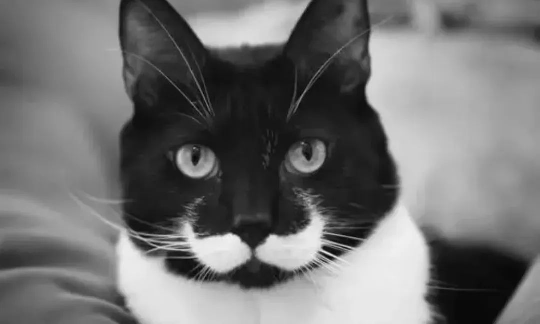 古代猫咪的名字都叫什么,猫咪在古代的名字有哪些