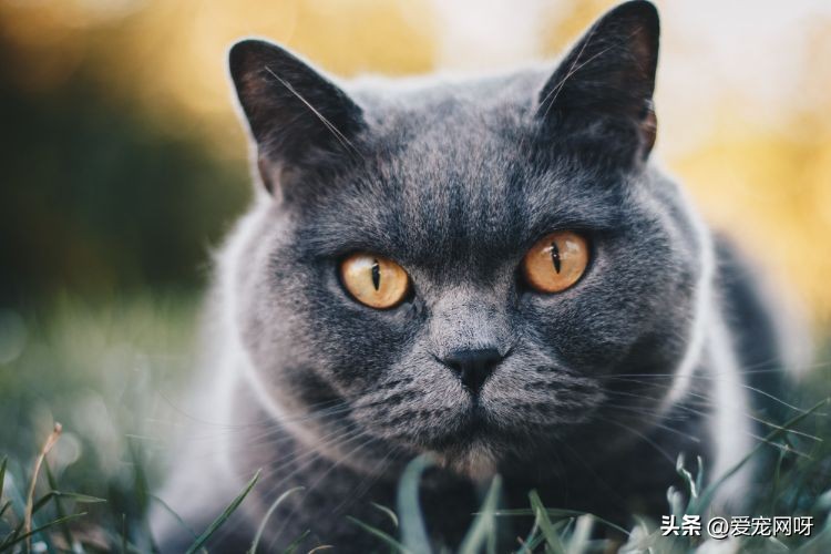 最容易发脾气的五种猫,脾气温顺的粘人的猫有哪些