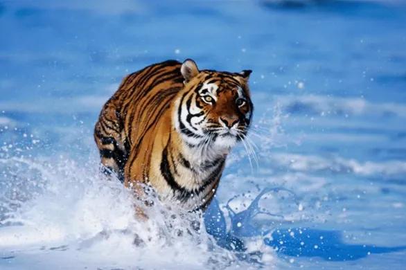 一二三四五上山打老虎的歌怎么唱,一二三四五上山打老虎儿歌分析