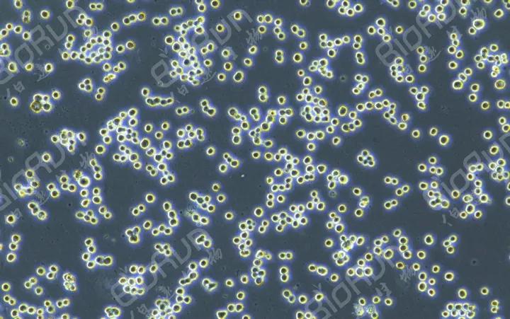 昆虫细胞培养基检测,昆虫饲养手册怎么写