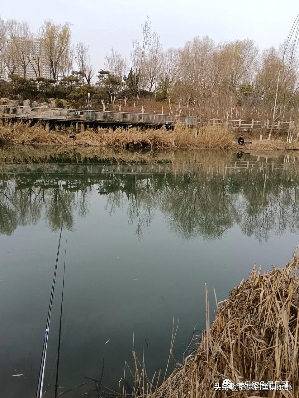 鲜蚯蚓拉饵钓罗非,鲜蚯蚓拉饵效果实测