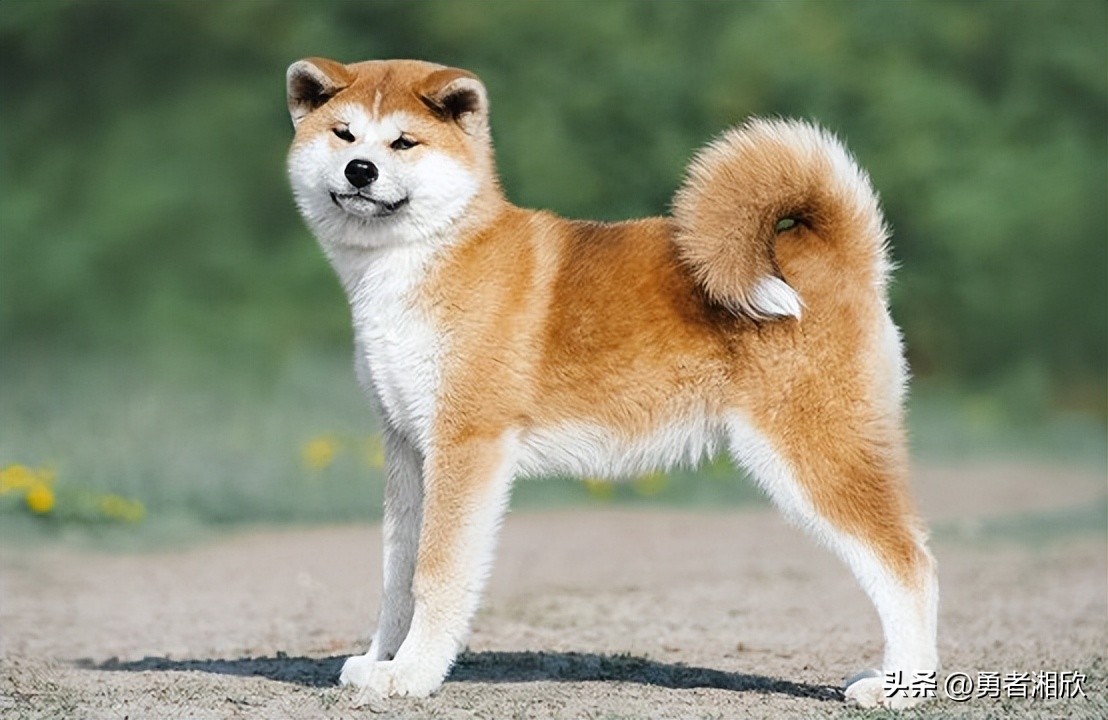 世界最好看的小型宠物狗,各种各样的宠物狗介绍大全