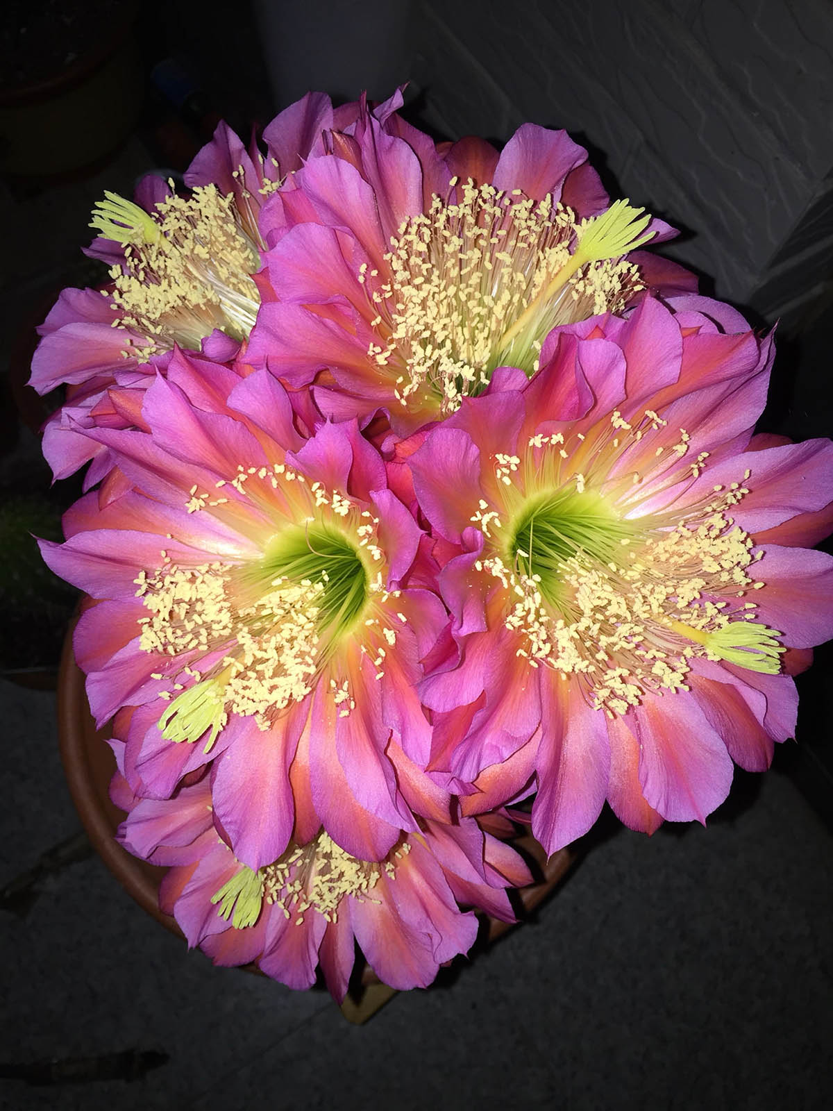 毛花柱仙人球品种大全,顶级精品仙人球花