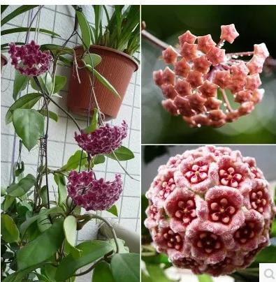 球兰花盛开瞬间,球兰花开完整版