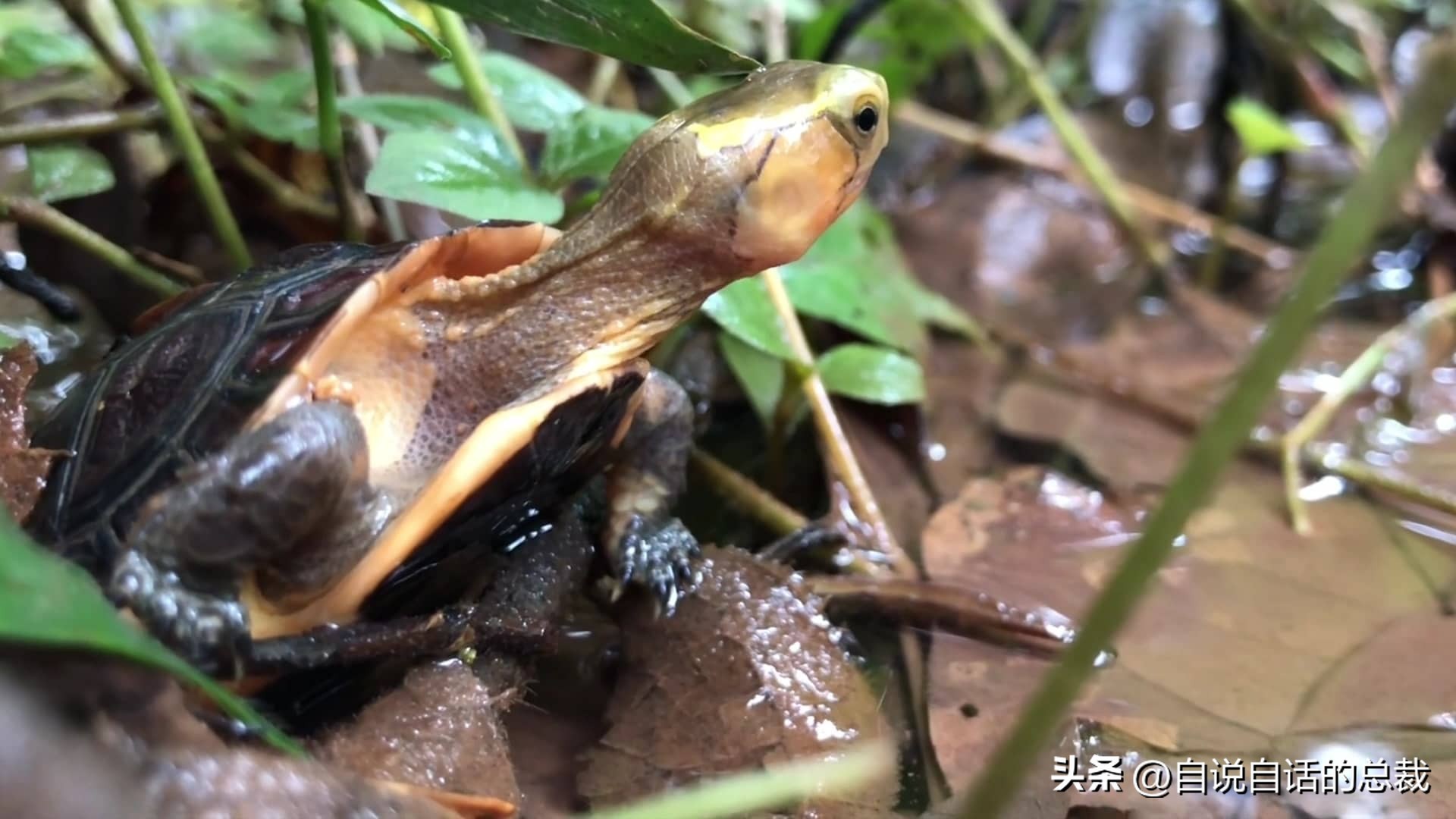 龟蛇大战巨龟视频,罕见别致的龟蛇大战