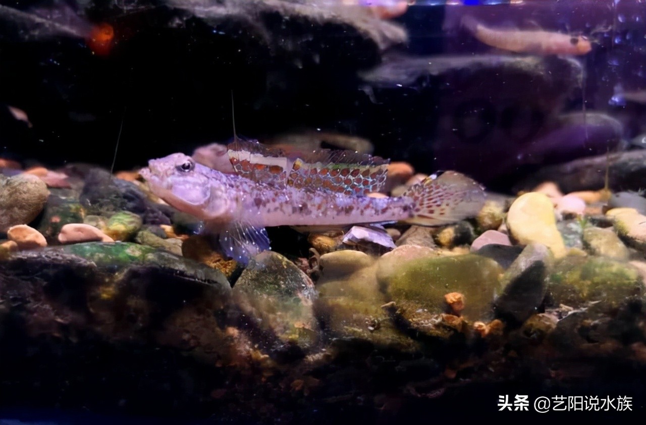 观赏鱼白点病可以不管吗,观赏鱼白点病严重吗