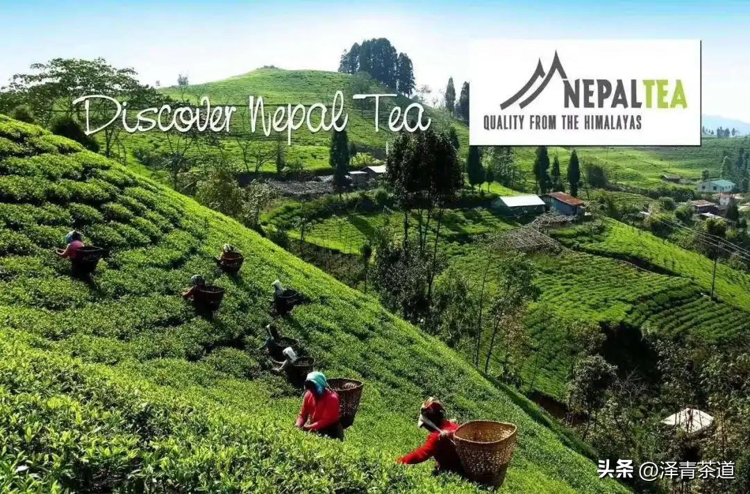 世界十大茶日,国际茶日英文版