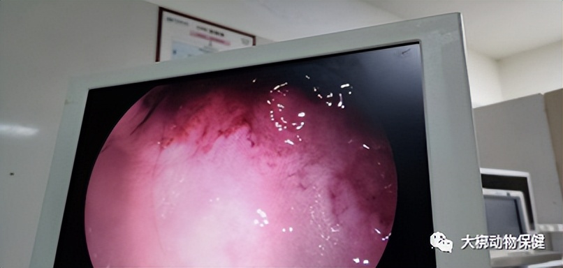 猫咪胃出血什么原因,猫咪胃炎需要怎么治疗