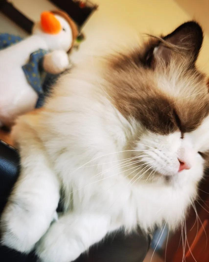 新手铲屎官适合养什么狗,铲屎官新手教程视频