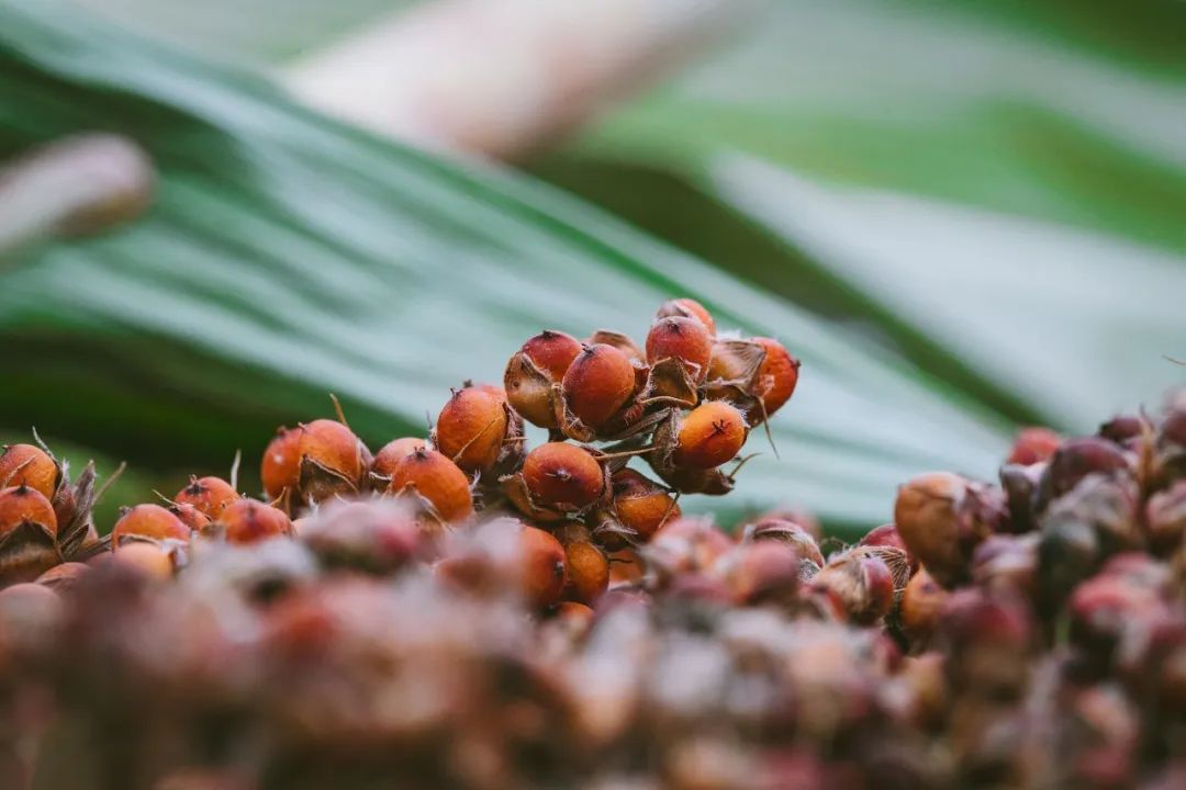 张颐武中国精神,张颐武谈酒文化