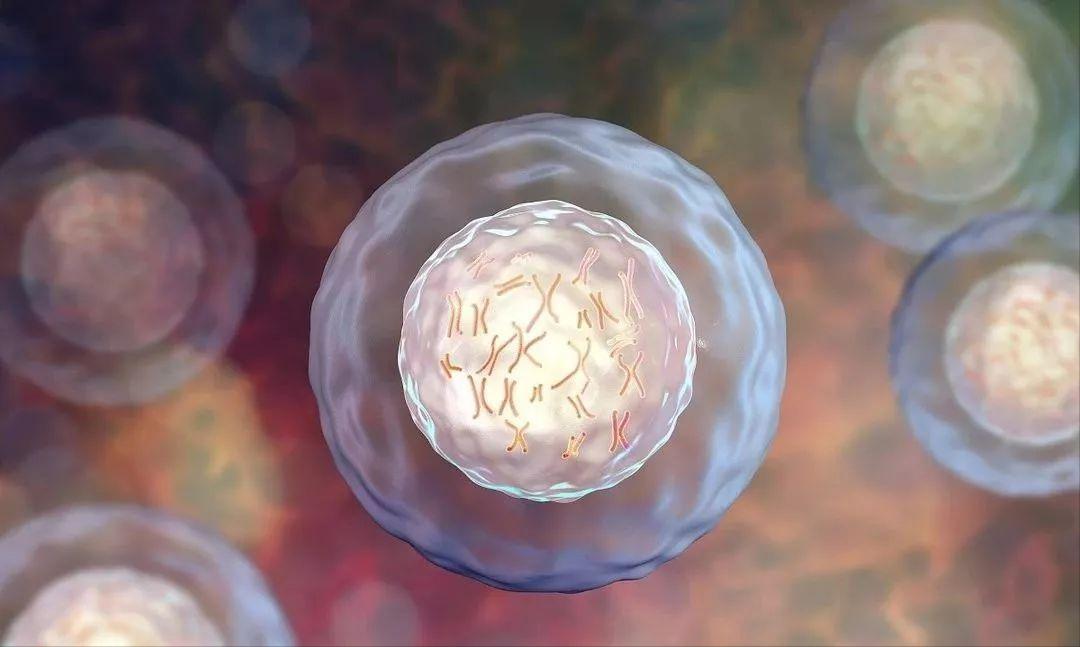 胎盘的提供者是爸爸,胎盘是爸爸的