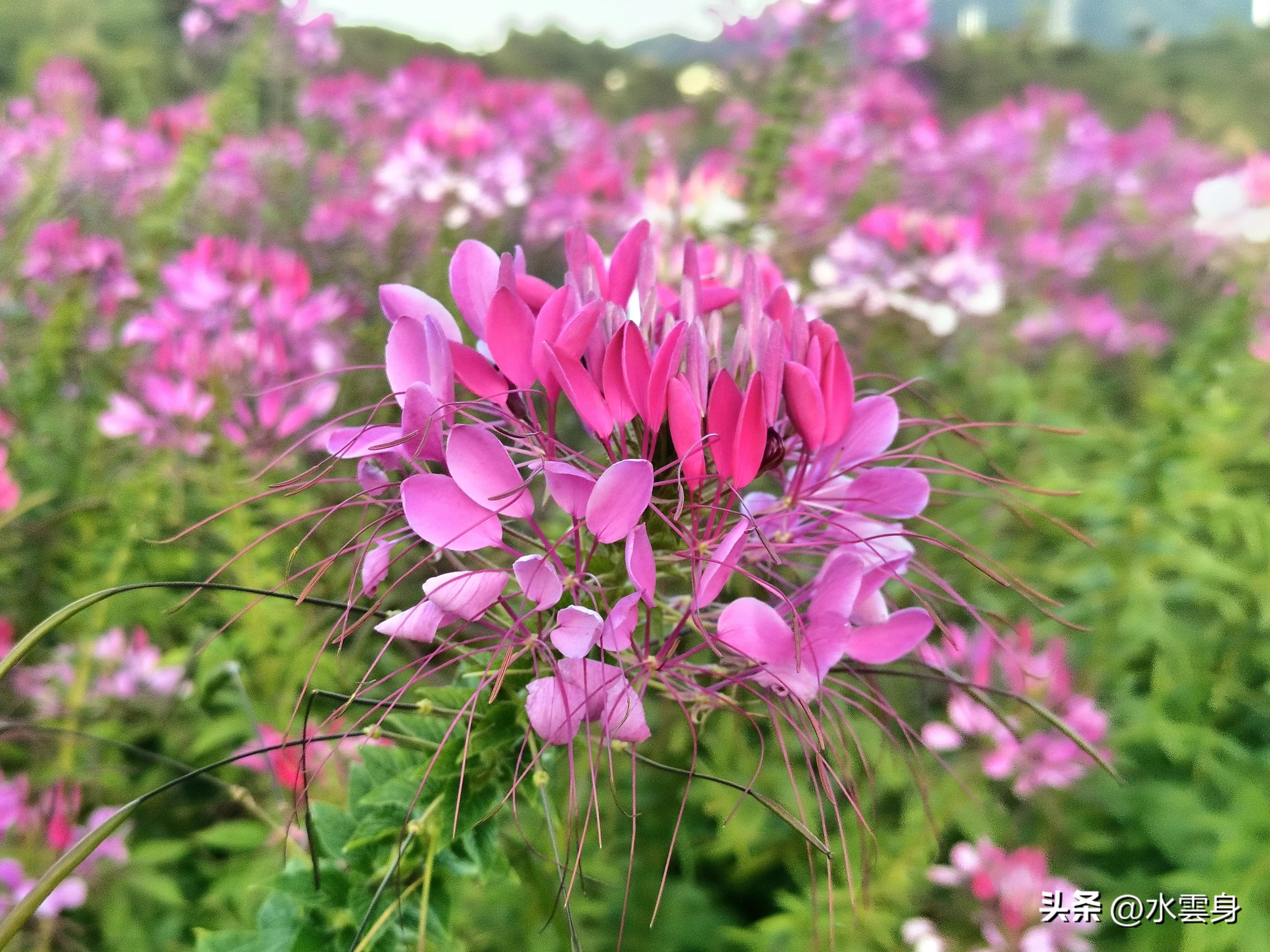 京郊赏花自驾游线路推荐,京郊免费景点一日自驾游路线攻略