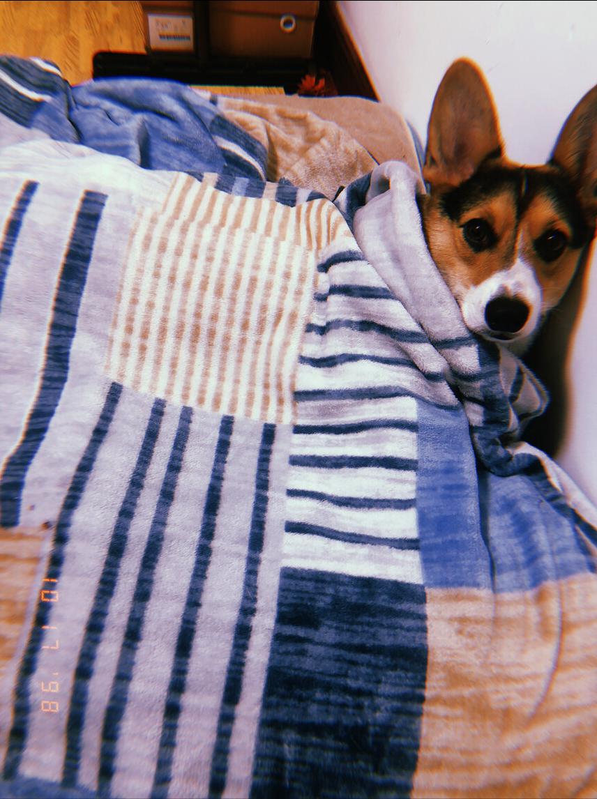 狗狗来姨妈了需要注意些什么,狗狗来姨妈了要注意