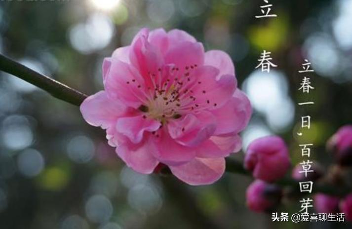 春天必吃这10种春菜,立春春菜