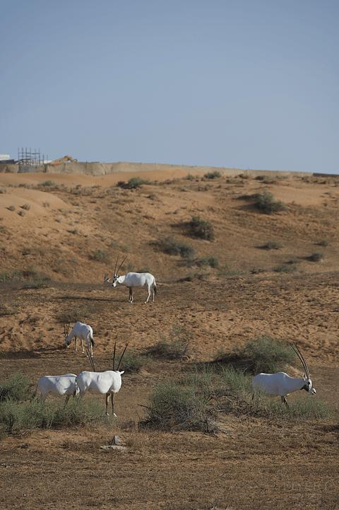 阿联酋丽思卡尔顿,阿联酋野奢帐篷