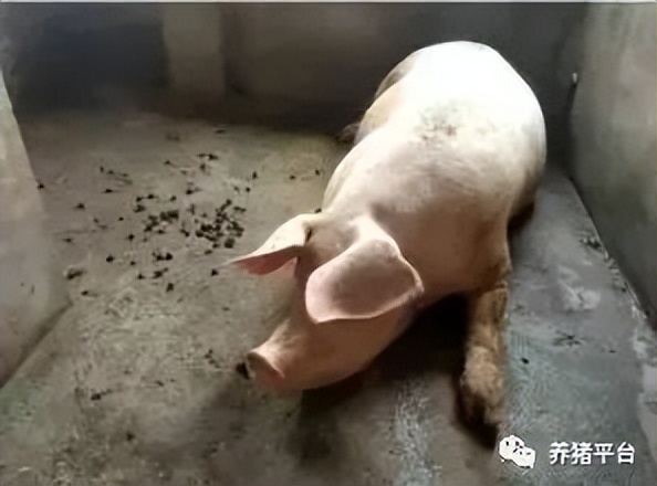 想要奶水多吃什么下奶,想要奶水多需要产前做乳房疏通吗