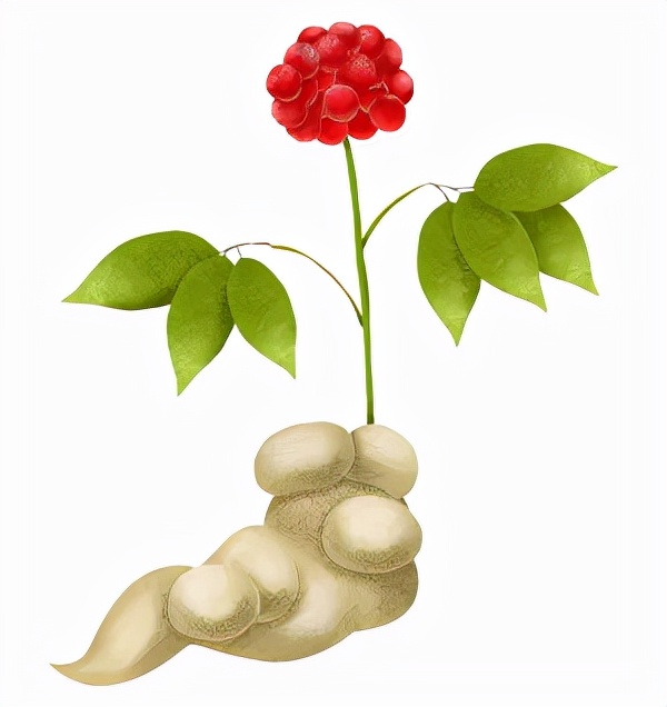 药师解药|人到中年泡枸杞，泡进保温杯的中药该怎么挑？