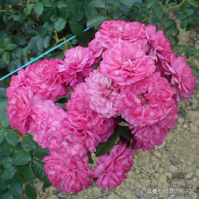 2019月季新品种金奖,超新品月季有哪些品种