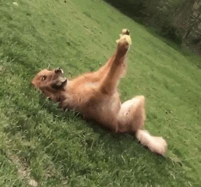 沙雕冷笑话精选十则解析,历史沙雕冷笑话大全