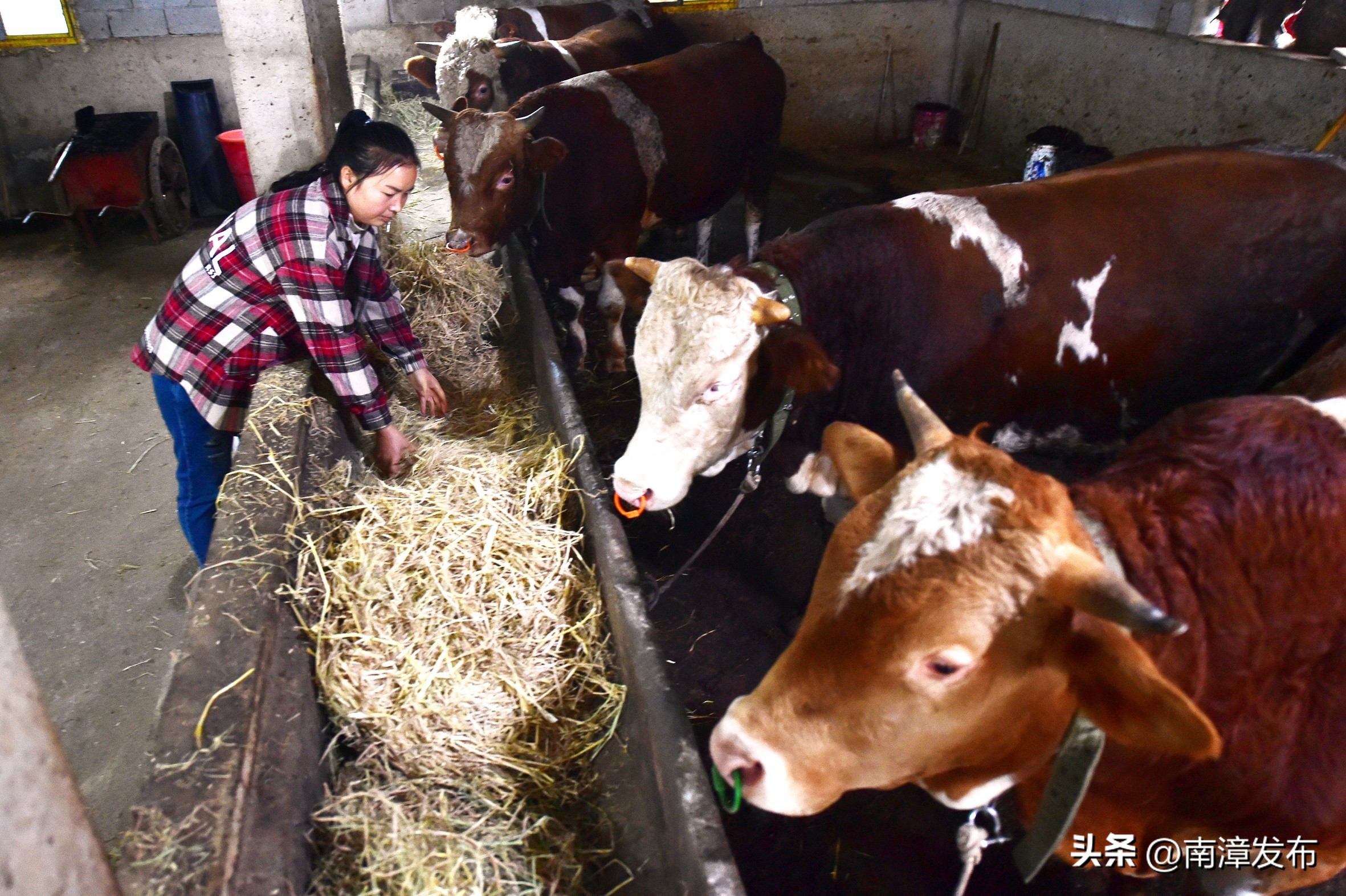 南漳县养牛养羊户,南漳县养羊的