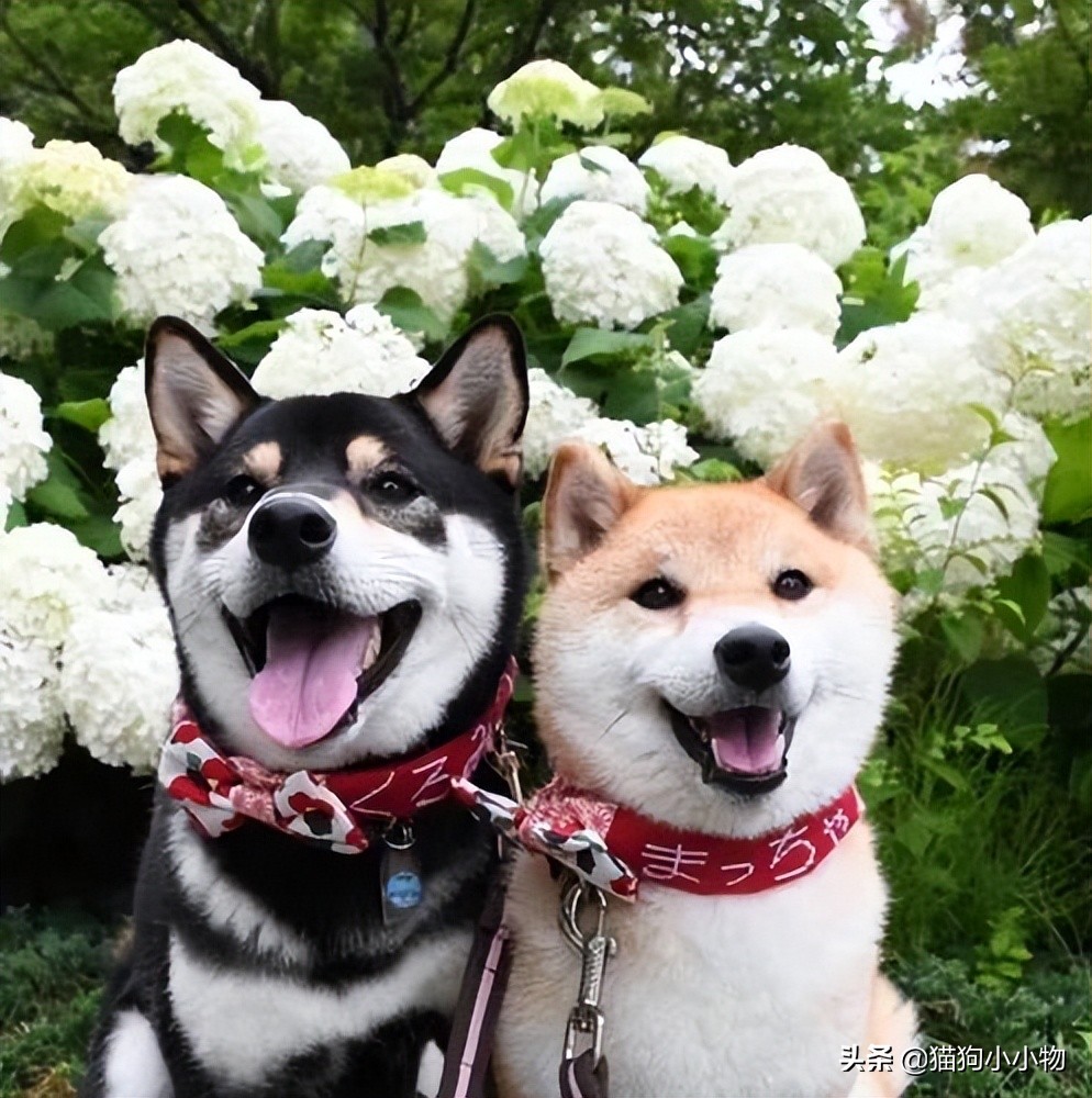 狗狗常见的4种“交配”方式，网友直呼：绝了