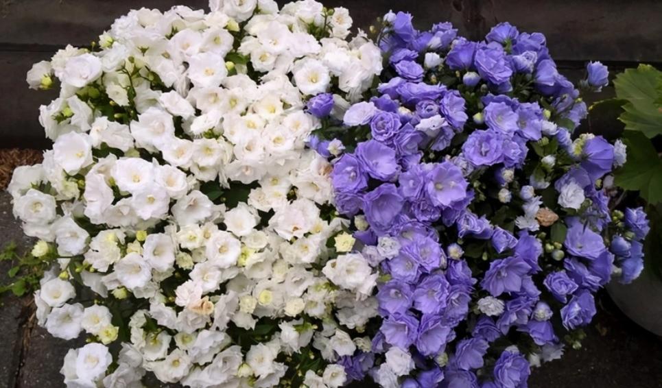 重瓣蓝色风铃花的养殖方法,风铃花水里怎么养