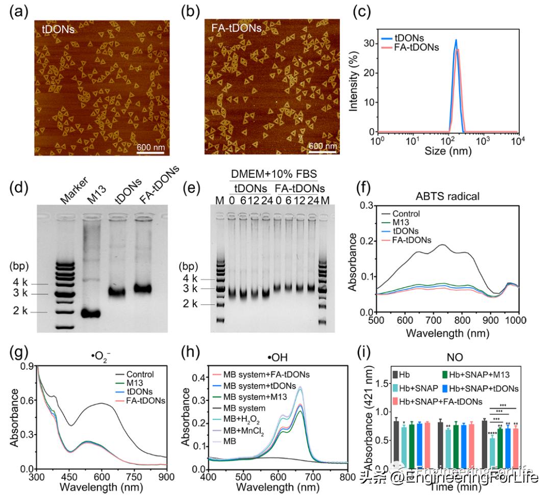 DNA也能清除炎症？类风湿性关节炎中的DNA折纸结构的靶向递送策略