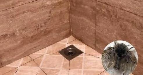 卫生间小飞虫的幼虫怎么消灭,农村厕所里小飞虫怎么消灭小窍门