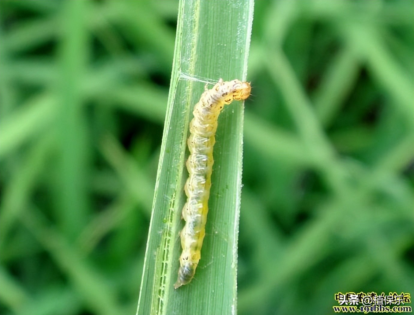 甲维盐几天害虫能死,害虫克星甲维盐