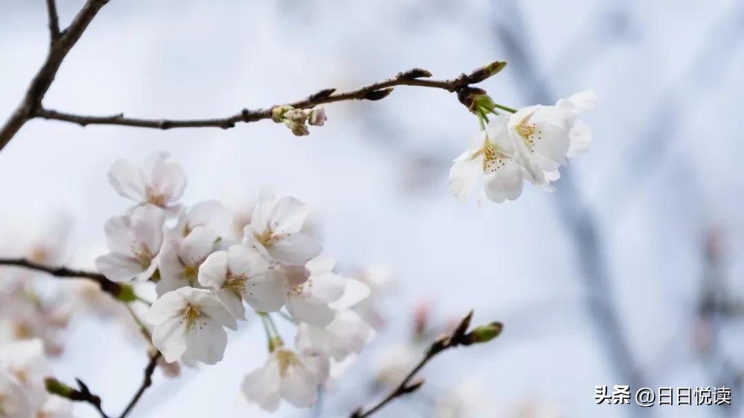 湖北荆州：石首“繁花”上大分↑即将刷爆朋友圈！
