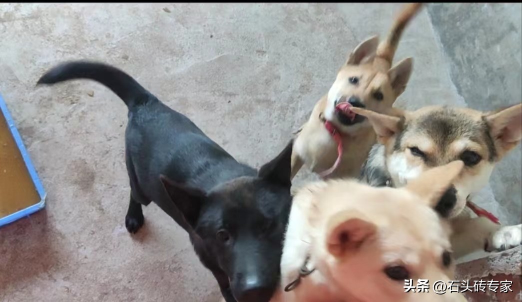 专门养狗赚钱吗,农村人养狗